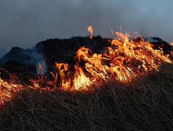 В Воронежской области введут особый противопожарный режим с 15 апреля